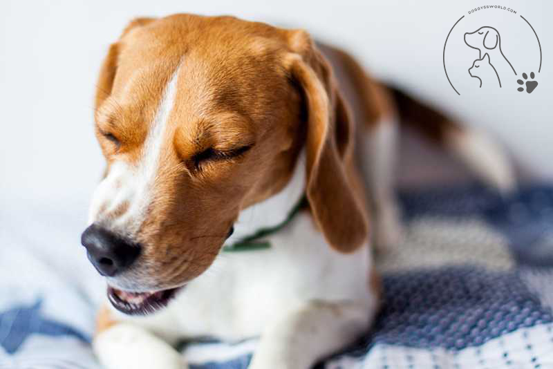 Dogs Reverse Sneeze